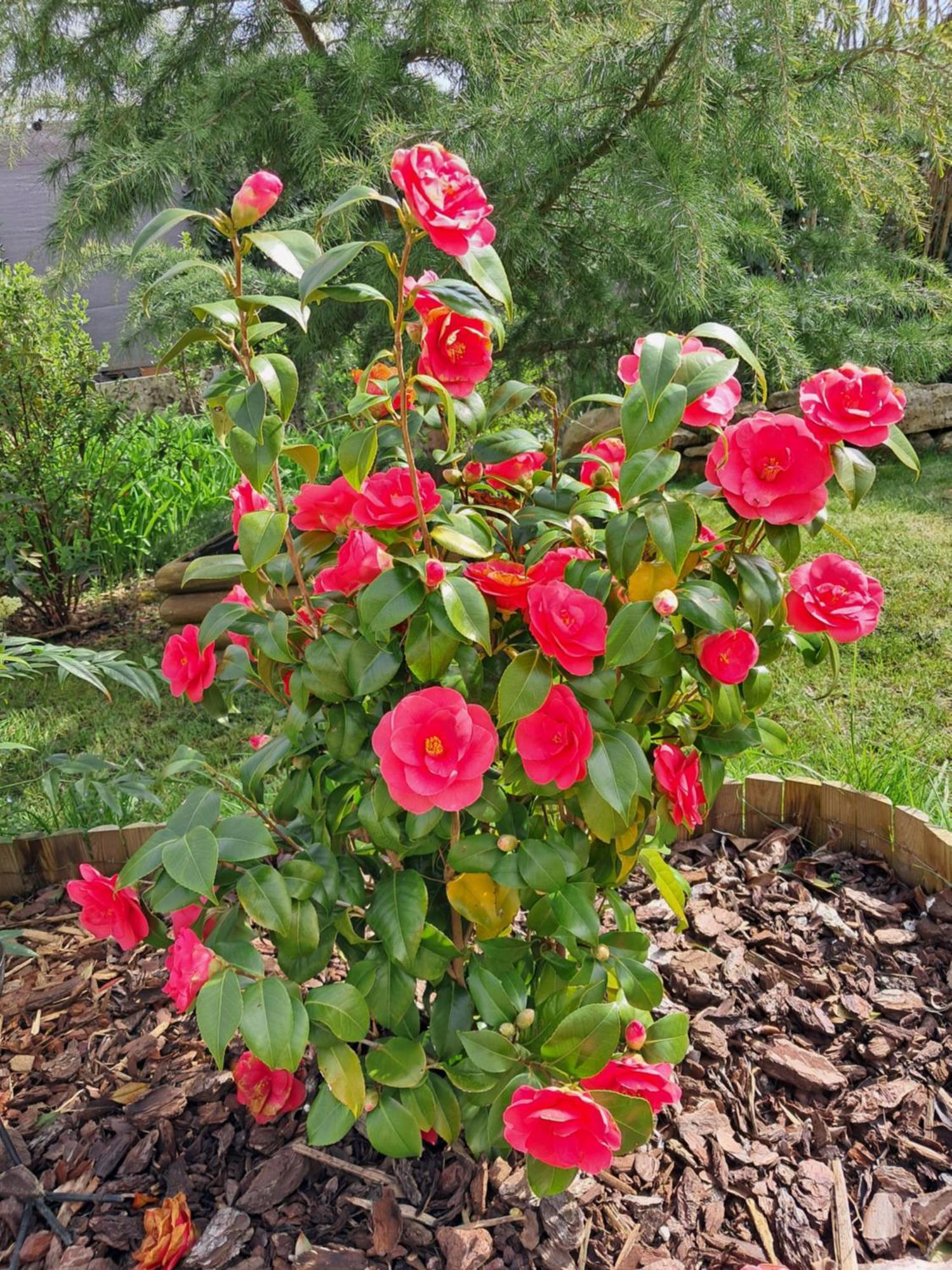 Maison Longere Les Camelias Vinneuf Eksteriør billede